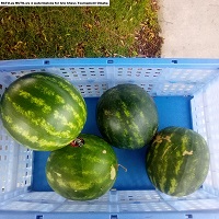  4 watermelons from Wohlners Grocery Midtown Crossing Omaha NE USA 